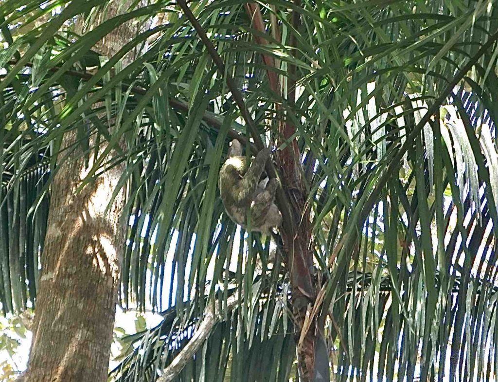 A wild sloth sleeping in a tree near the gondola parking lot